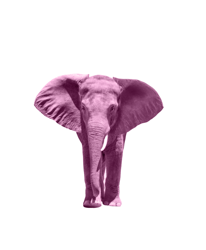 Image éléphant Rose